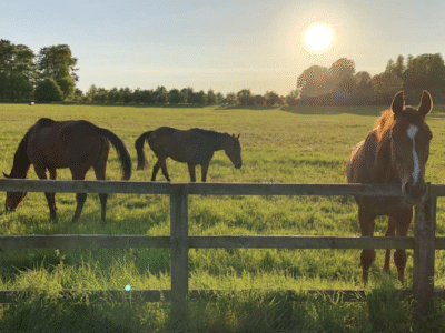 The Equestrian Hotel – Ocala, FL